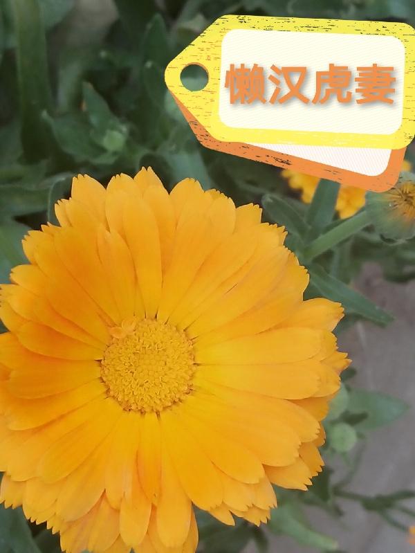 懒汉卖桃子结果桃子全烂了后续