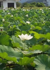 花神完整版教程